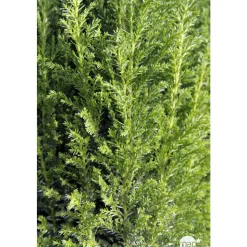 Chamaecyparis Lawsoniana Ellwoodii : 90/100 cm pot 10L