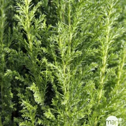 Chamaecyparis Lawsoniana Ellwoodii : 90/100 cm pot 10L