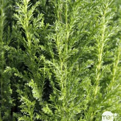 Chamaecyparis Lawsoniana Ellwoodii : 40/50 cm pot 4L