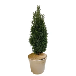 Chamaecyparis Lawsoniana Ellwoodii : 40/50 cm pot 4L