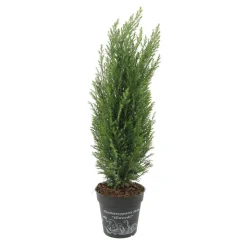 Chamaecyparis Lawsoniana Ellwoodii : pot d.13cm