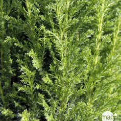 Chamaecyparis Lawsoniana Ellwoodii : pot d.13cm