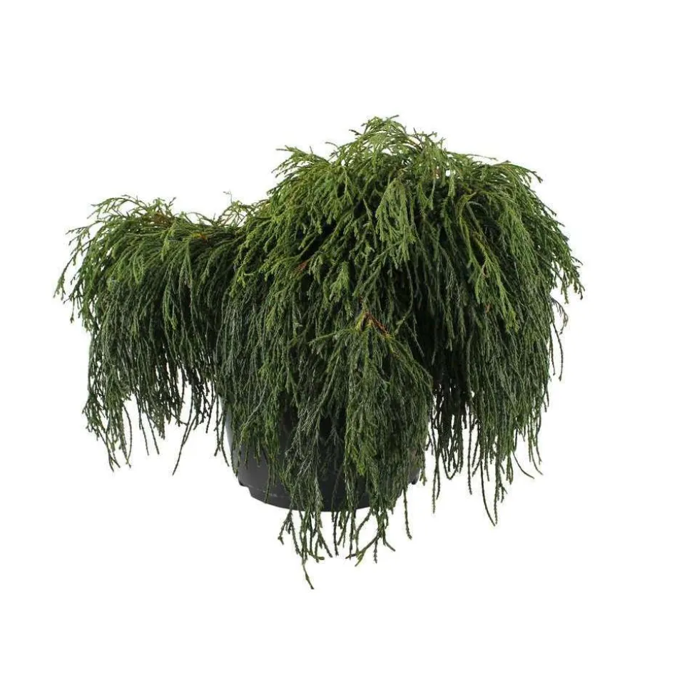 Chamaecyparis pisifera Sungold : H 30/40 cm : pot 5 L