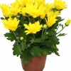 Chrysantheme multifleur jaune pot 11 cm