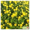 Chrysanthème multi carousel D11cm - Coloris variables