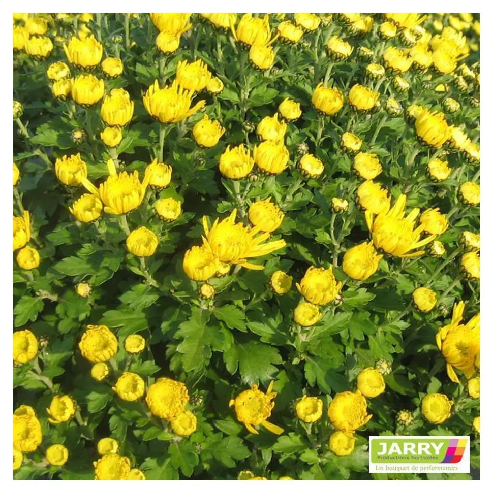 Chrysanthème multi carousel D11cm - Coloris variables