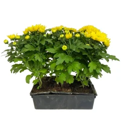 Chrysanthème multifleur : barquette de 6 plants