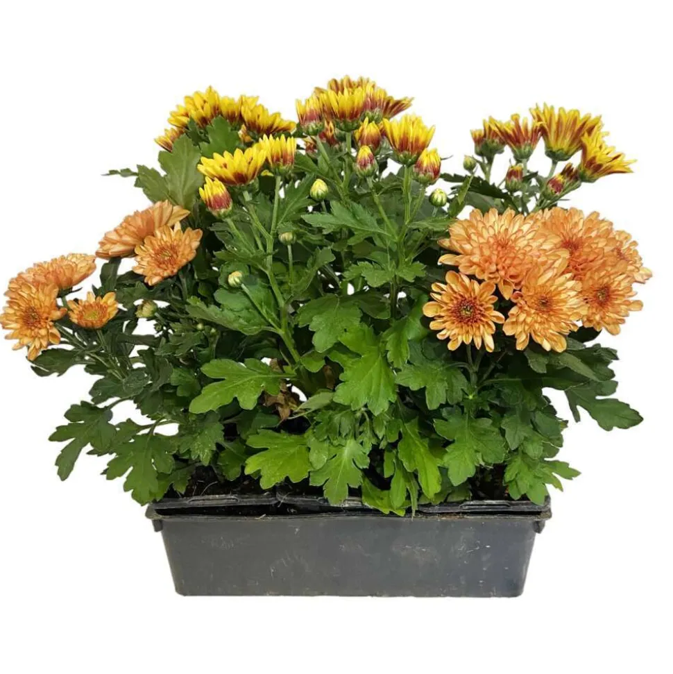 Chrysanthème multifleur : barquette de 6 plants