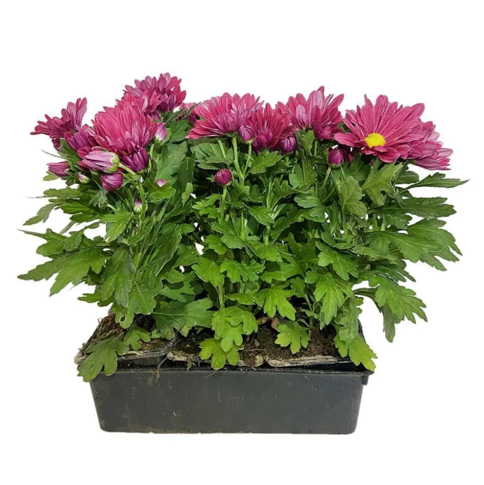 Chrysanthème multifleur : barquette de 6 plants