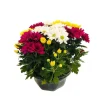 Chrysanthème multifleur:carrousel coupe D27 cm
