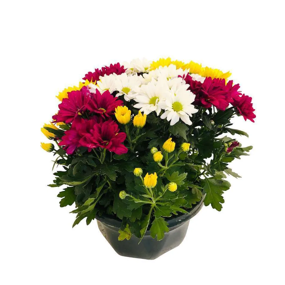 Chrysanthème multifleur:carrousel coupe D27 cm