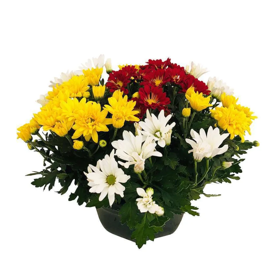Chrysanthème multifleur:carrousel coupe D27 cm