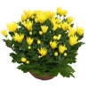 Chrysanthème multifleurs : coupe de D.21/23cm