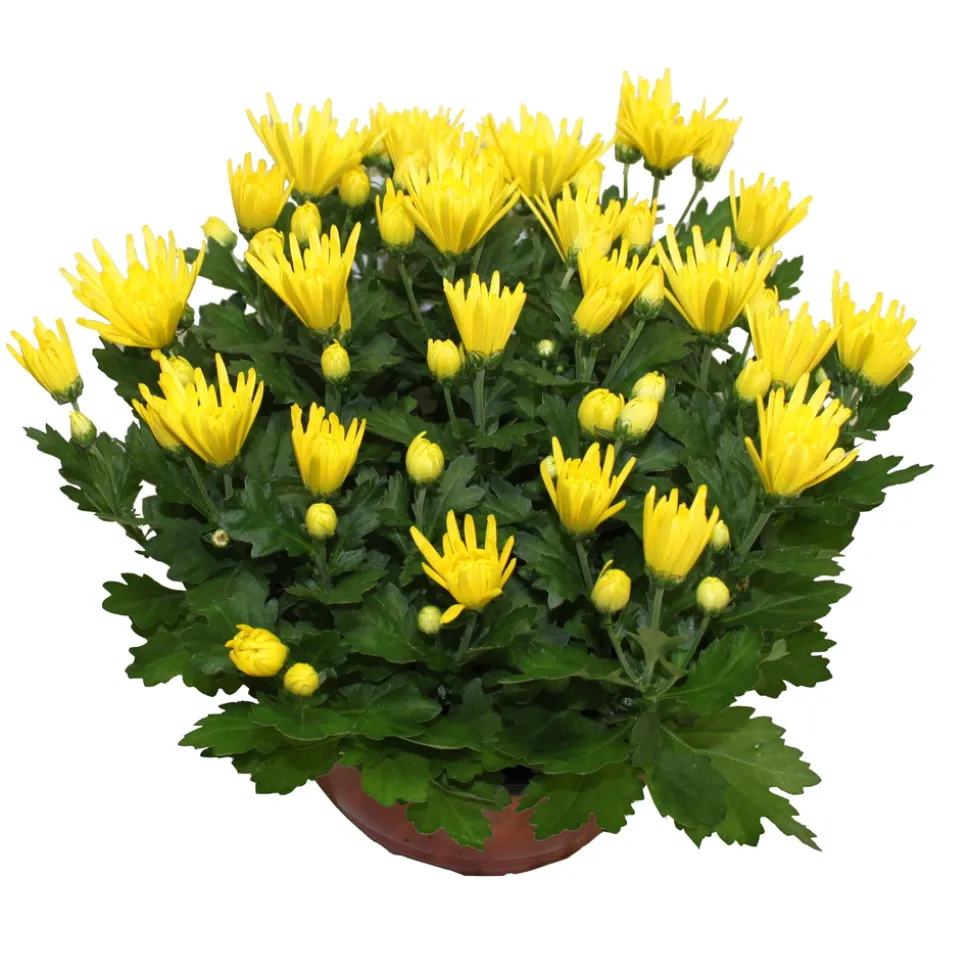 Chrysanthème multifleurs : coupe de D.21/23cm