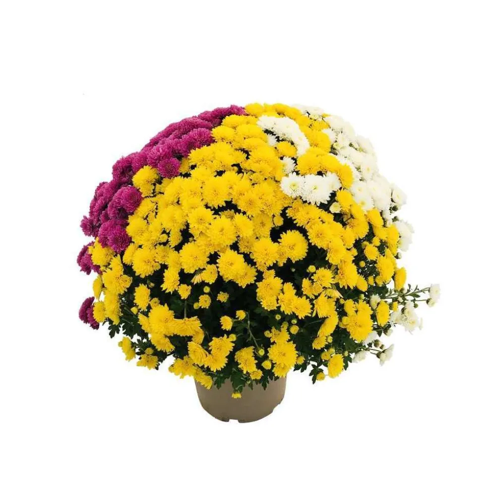 Chrysanthème pompon: pot D.18cm, caroussel - Coloris variables
