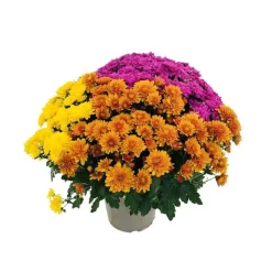 Chrysanthème pompon: pot D.18cm, caroussel - Coloris variables