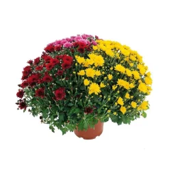 Chrysanthème pompon: pot D.18cm, caroussel - Coloris variables