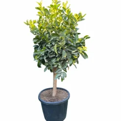 Citronnier 4 saison xl h-110/130cm