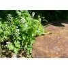 CLASSGARDEN - Pas japonais corten irrégulier - pack de 12 pièces