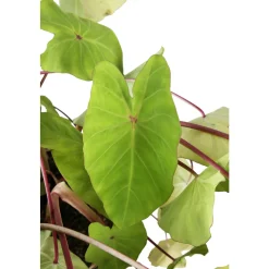 Colocasia - Pot 10L