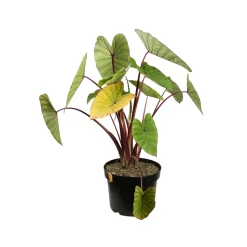 Colocasia - Pot 10L