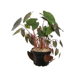 Colocasia - Pot 10L