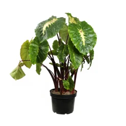 Colocasia - Pot 10L