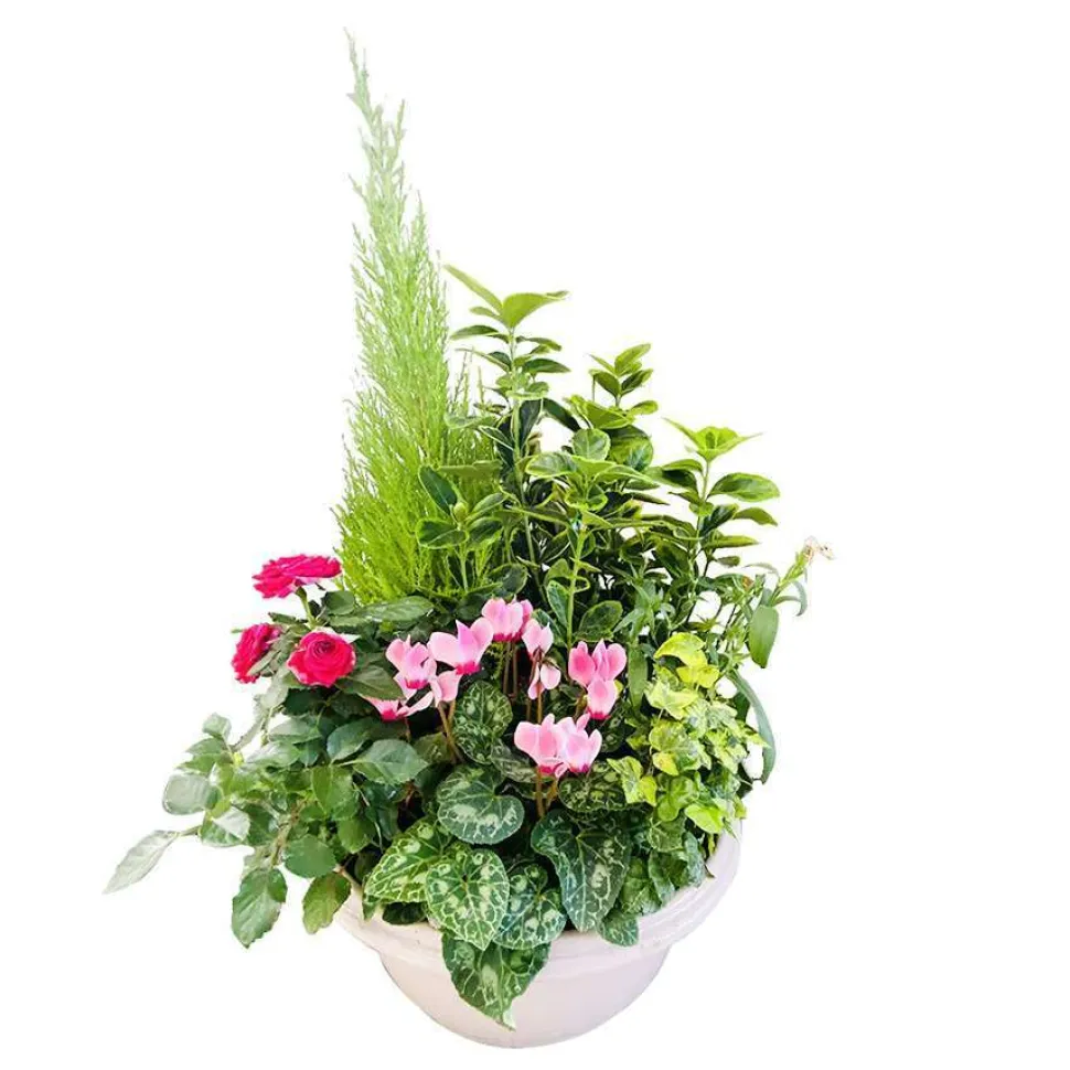 Compo 7 plantes, coupe plastique