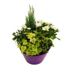 Composition 4 plantes en coupe plastique
