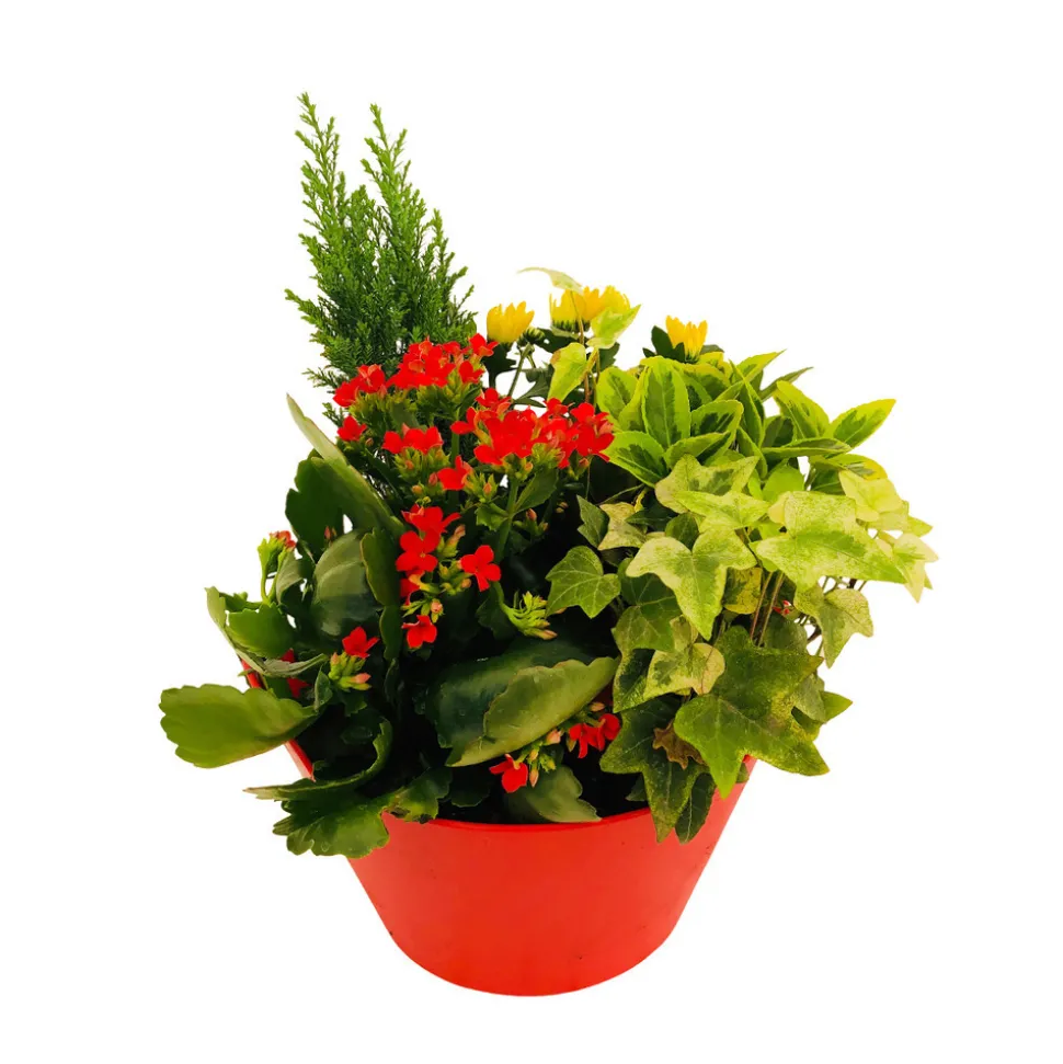 Composition 4 plantes en coupe plastique