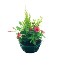Composition 4 plantes en coupe plastique