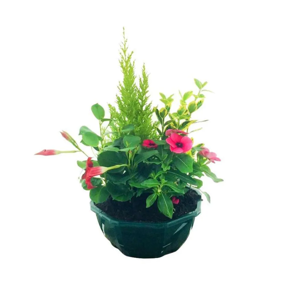 Composition 4 plantes en coupe plastique