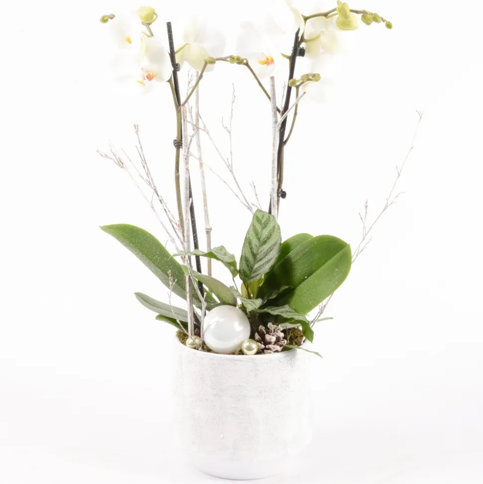CREATION TRUFFAUT - Composition - Phalaenopsis 2 tiges + Calathea - D 18cm