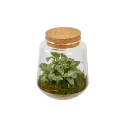 CREATION TRUFFAUT - Composition Hypoestes et Fittonia dans terrarium de D.15cm/H.17cm