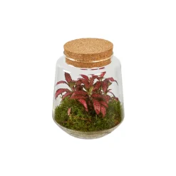 CREATION TRUFFAUT - Composition Hypoestes et Fittonia dans terrarium de D.15cm/H.17cm