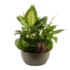 CREATION TRUFFAUT - Composition "Forêt" de 3 plantes : contenant D.19cm