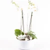 CREATION TRUFFAUT - Composition cérémonie - 3 plantes - D 25cm