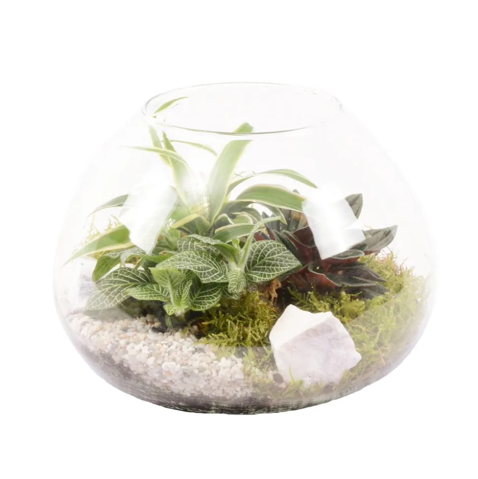 CREATION TRUFFAUT - Terrarium de 3 plantes - D.20cm/H.15cm