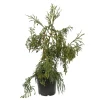 Cryptomeria japonica 'Rasen-sugi' Pot 7,50 L