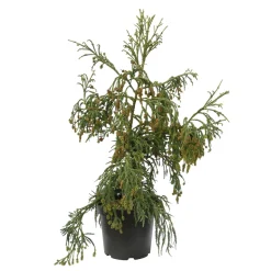 Cryptomeria japonica 'Rasen-sugi' Pot 7,50 L