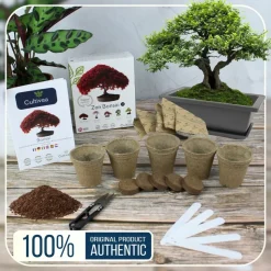 CULTIVEA - Kit prêt à Pousser 6 Bonsaïs avec accessoires - Red Mapple, Chinese Cercis, Albizia, Cornus Kousa, Norway Spruce, Juniperus