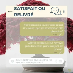 CULTIVEA - Kit prêt à Pousser 6 Bonsaïs avec accessoires - Red Mapple, Chinese Cercis, Albizia, Cornus Kousa, Norway Spruce, Juniperus
