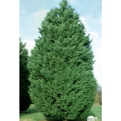 Cupressocyparis Leylandii : H 80/100 cm, pot 4L