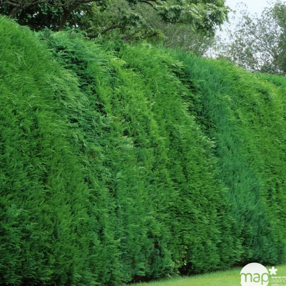 Cupressocyparis Leylandii : H 80/100 cm, pot 4L