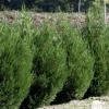 Cupressocyparis Leylandii 2001 : H. 175/200 cm, pot 18L