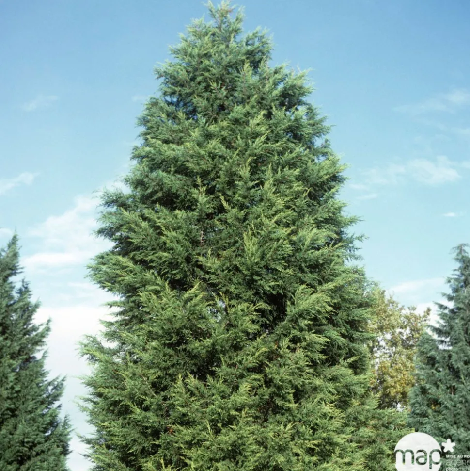 Cupressocyparis leylandii ' Castelwellan Gold' : pompon pot 20L