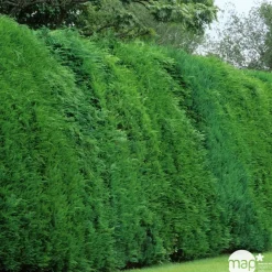 Cupressocyparis Leylandii : H. 200/250 cm, pot 25L