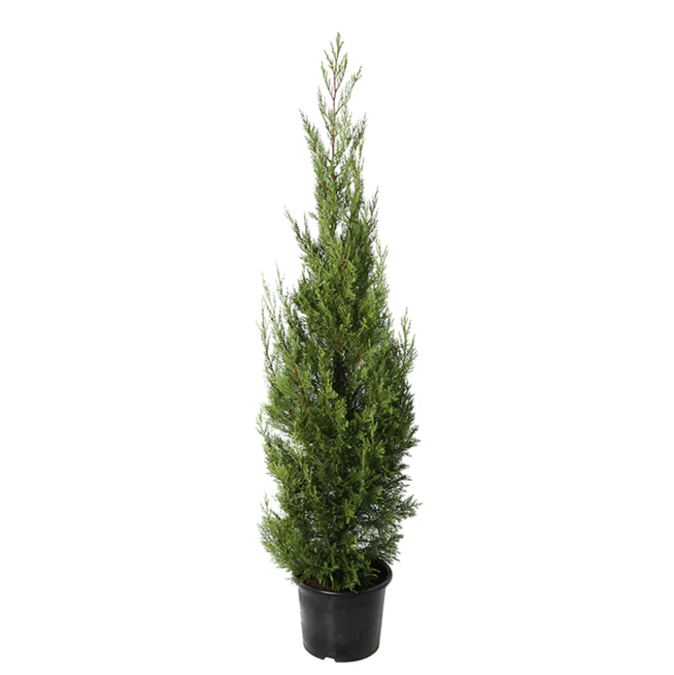 Cupressocyparis leylandii '2001' pot 15L