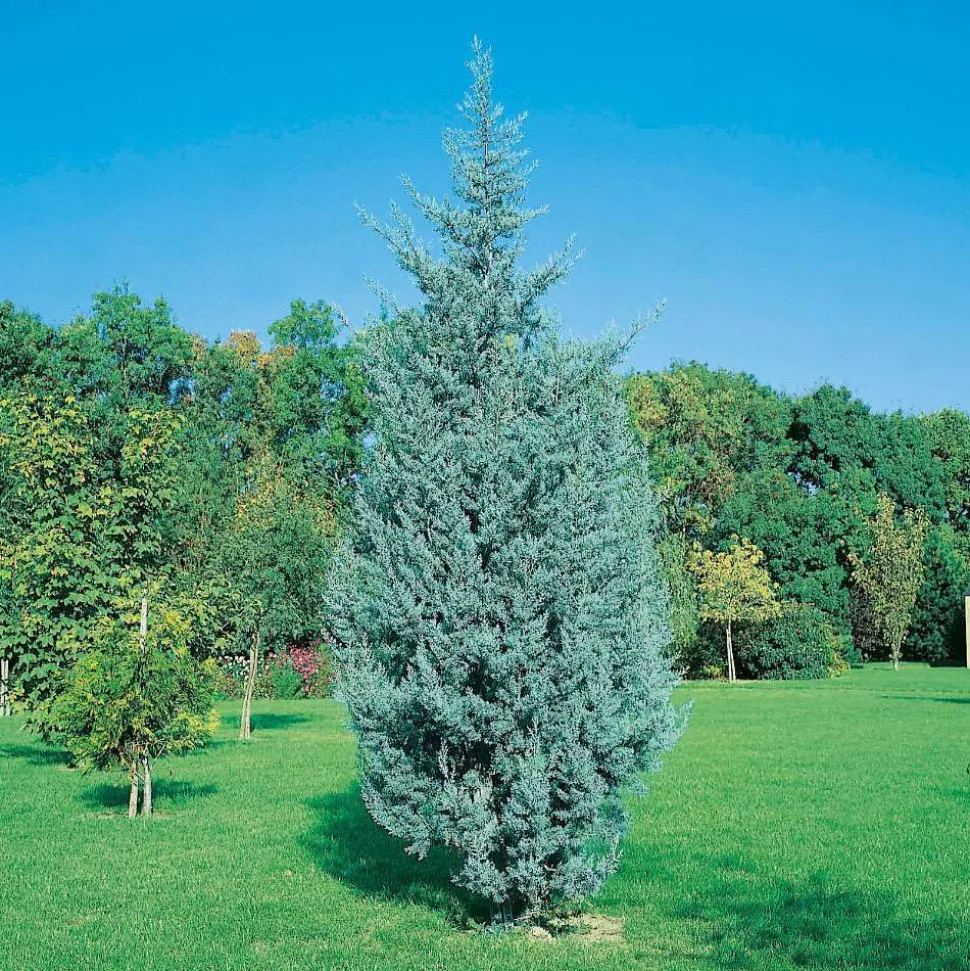 Cupressus Arizonica Fastigiata : H. 150/175cm, pot 15L