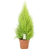 Cupressus 'Goldcrest Wilma' - Pot D 33cm